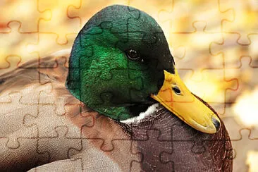 Toy jigsaw puzzle