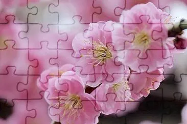 花 jigsaw puzzle