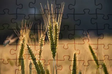 Toy jigsaw puzzle