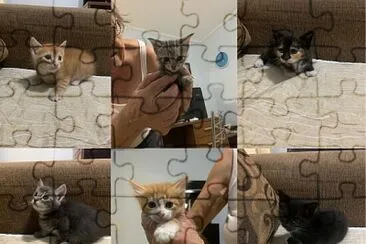 gatos jigsaw puzzle