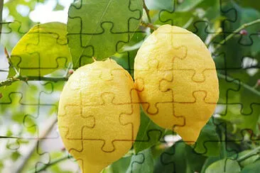 Toy jigsaw puzzle