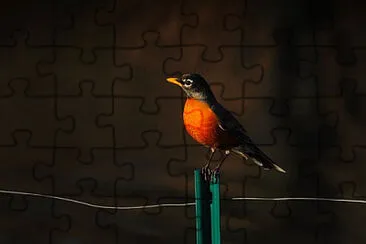 Toy jigsaw puzzle