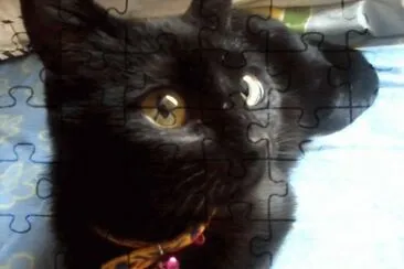Mi Linda Gatica! jigsaw puzzle