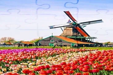 Tulipanes jigsaw puzzle