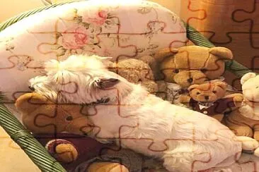 perro