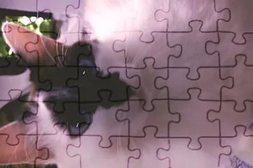teteca jigsaw puzzle