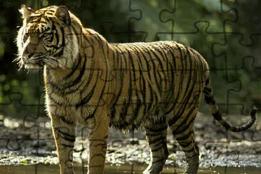 פאזל של Sumatran Tiger