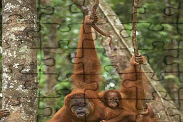 פאזל של Orang Utan