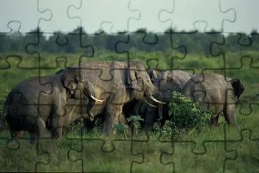 פאזל של Sumatran Elephant