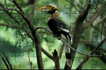 פאזל של Hornbill