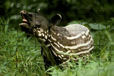 פאזל של Wildlife TNBTP