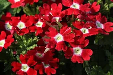 OK jigsaw puzzle
