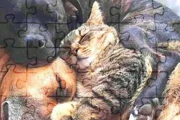 animales jigsaw puzzle