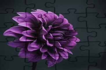 FIORE VIOLA