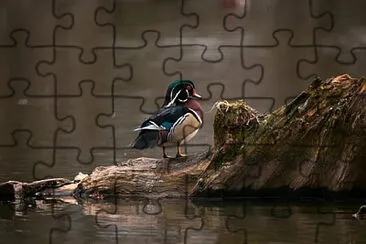 Toy jigsaw puzzle