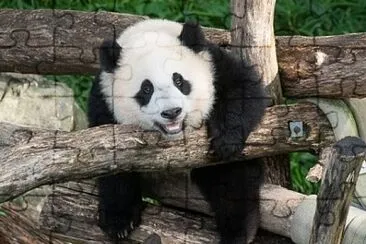 פאזל של Panda