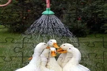 Ducha