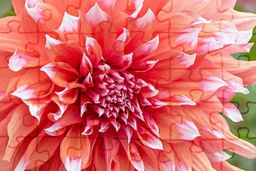  jigsaw puzzle