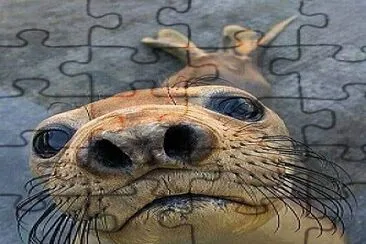Enfoca jigsaw puzzle