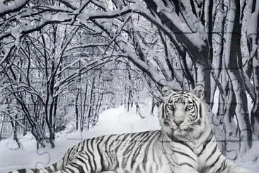Tigre  de bengala blanco