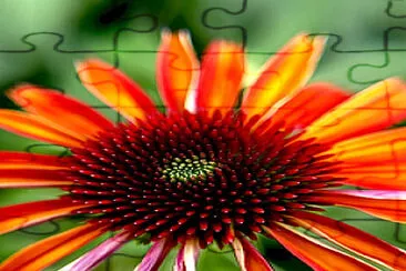 Flor jigsaw puzzle