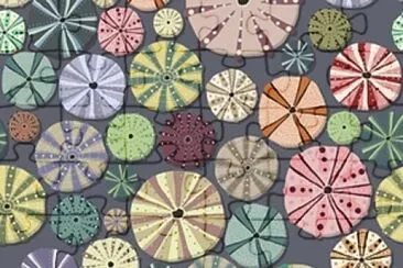 sand dollars jigsaw puzzle