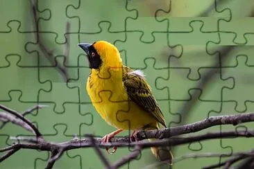 Imagem jigsaw puzzle