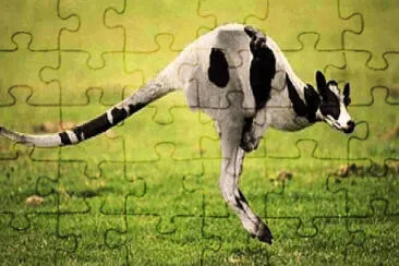 פאזל של Kangaroo Cow