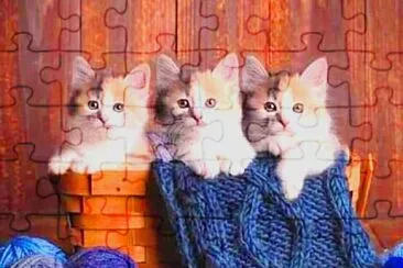 פאזל של gato