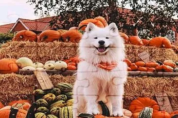 פאזל של perro