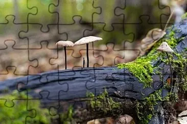 Imagem jigsaw puzzle