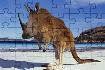 Rhino Kangaroo