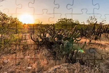Quebra-cabeça Caatinga jigsaw puzzle