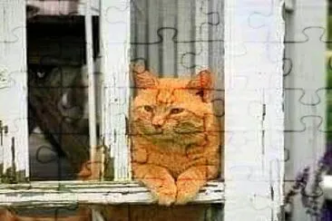 gato jigsaw puzzle