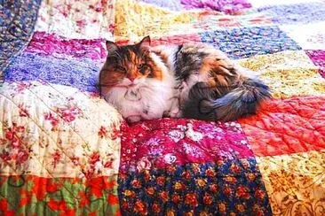 gato jigsaw puzzle