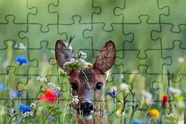 animales jigsaw puzzle