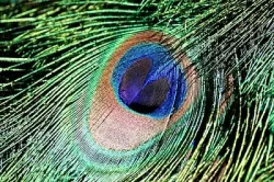 Peacock Feather Pattern