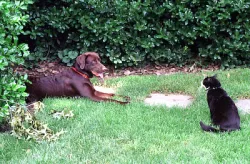 Socks the Cat and Buddy the Dog