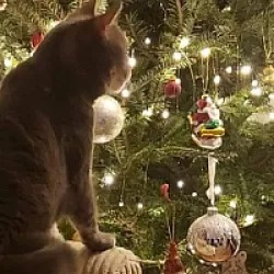 gato