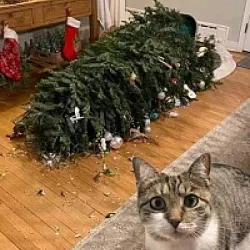 gato