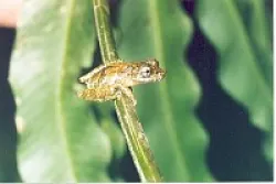 Scinax macadoi