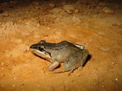 Leptodastylus spixi
