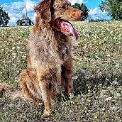 Chien