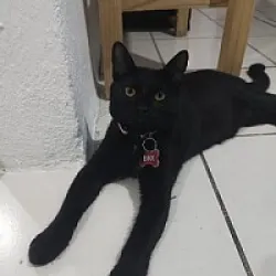 Mi hijo amado