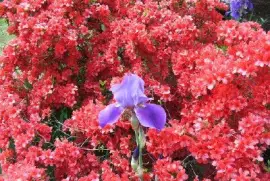 Azalea and Iris (sumbitted by Mike Pierce) jigsaw puzzle