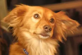 Joey (usuário enviado - Etai)