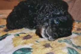 Pérola em uma toalha (enviado por Chip Ach)