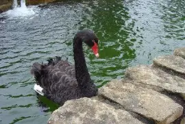 Black Swan at Colmar, Bukit Tingii (Soumis par Vasanthi Gaitonde)