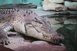 Krokodyl