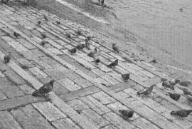 Pingeons jigsaw puzzle